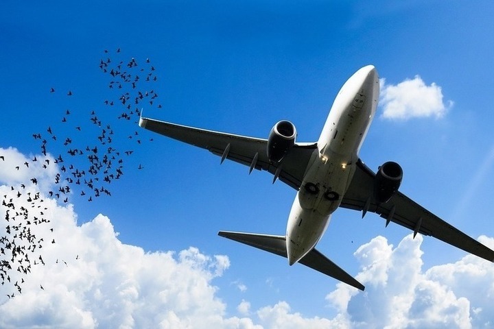 "Ростех" разработал систему защиты пассажирских самолетов от птиц
